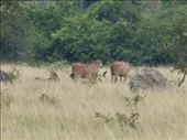 The biggest yet most shy antelope - the eland.: by steve_and_emma, Views[388]