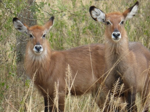 Waterbuck bairns.