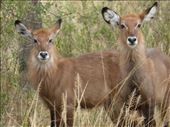 Waterbuck bairns.: by steve_and_emma, Views[363]