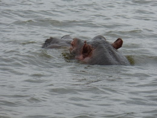 This hippo joined us for our picnic!