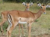 Impala.: by steve_and_emma, Views[410]