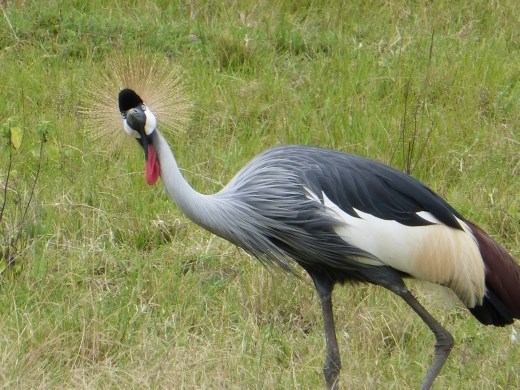 Uganda's national bird.