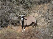 Our first real stop heading south was Mountain Zebra National Park. This was our first sighting of a gemsbok.: by steve_and_emma, Views[329]