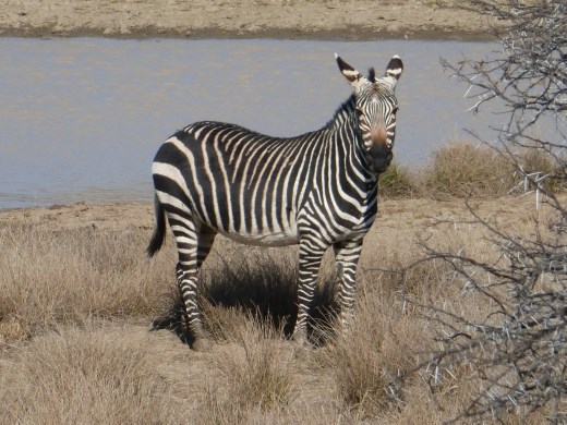 It didn't take us long to track down the are mountain zebras.