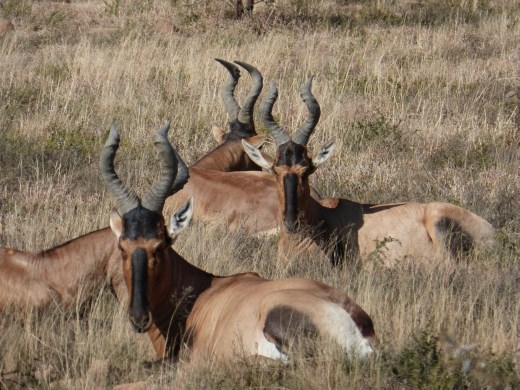 The hartebeest are so numerous in the park that they are relocating some.