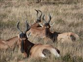 The hartebeest are so numerous in the park that they are relocating some.: by steve_and_emma, Views[259]