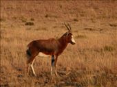 A blesbok.: by steve_and_emma, Views[275]