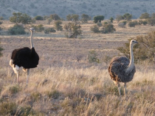 Mr and Mrs ostrich.