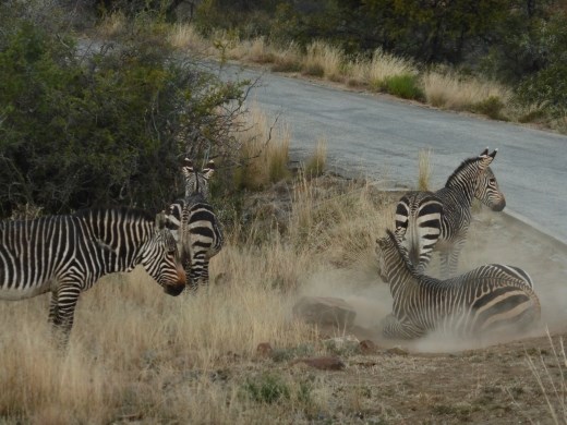 Dust bath time for the zebras.