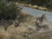 Dust bath time for the zebras.: by steve_and_emma, Views[492]
