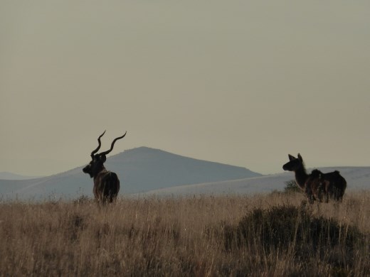 A majestic male kudu marches on.