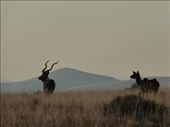 A majestic male kudu marches on.: by steve_and_emma, Views[331]