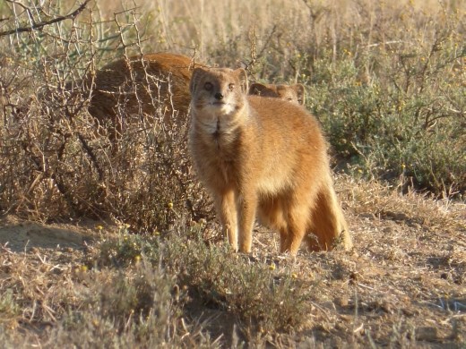 We enjoyed watching a family of yellow mongoose.