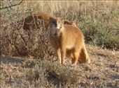 We enjoyed watching a family of yellow mongoose.: by steve_and_emma, Views[393]