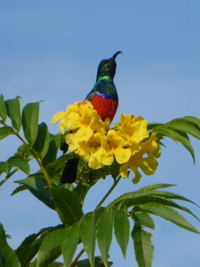 A sun bird in the garden in Colchester.