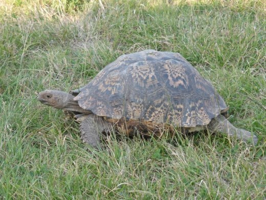We spotted this leopard tortoise on our walk.