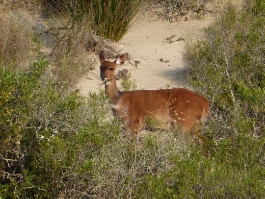 The dunes provide refuge for a variety of wildlife such as this bushbuck.