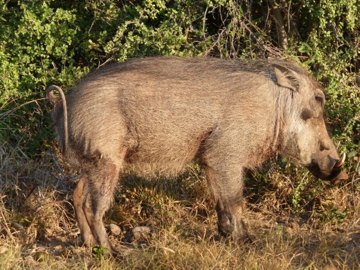 A warthog in Addo Elephants National Park.