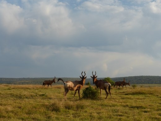 A family of hartebeest.