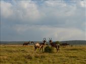 A family of hartebeest.: by steve_and_emma, Views[340]