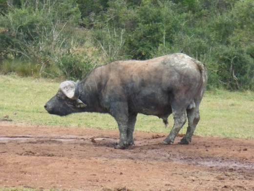 Addo is a 'big 5' national park. We spotted one of them having a drink at a watering hole.