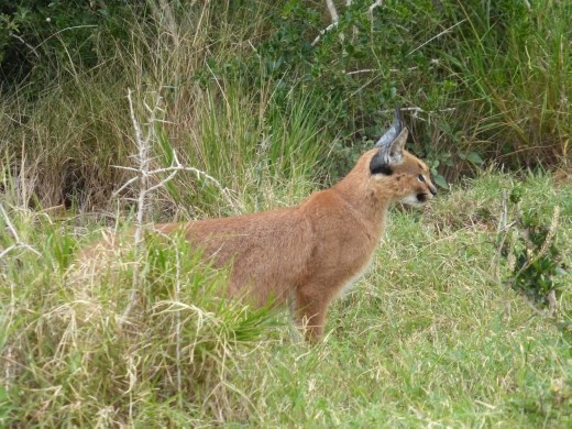 Our first sighting of a caracal.