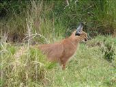 Our first sighting of a caracal.: by steve_and_emma, Views[770]