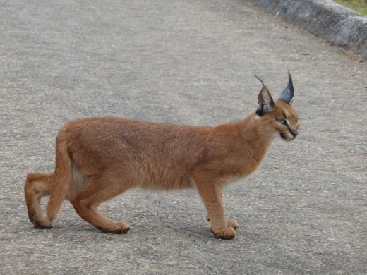 The caracal crossed the road right in front of us.