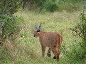 We watched the caracal for ages as it searched the grass for prey it could hear with those amazing ears.: by steve_and_emma, Views[320]