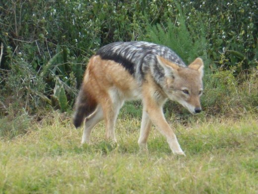 A black-backed jackal on the prowl.