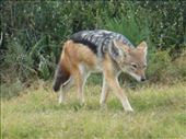 A black-backed jackal on the prowl.: by steve_and_emma, Views[307]