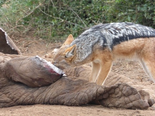 This elephant carcass fed a fair few critters in the park.