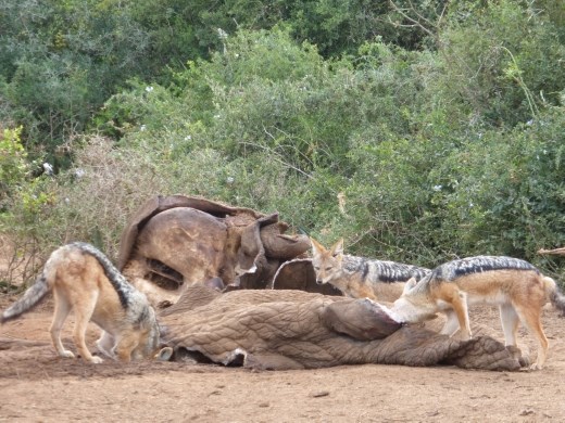 We watched a pack of 8 jackals feasting on the dead elephant.