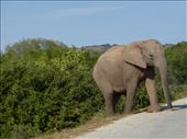 These giants rule the road around Addo!: by steve_and_emma, Views[325]
