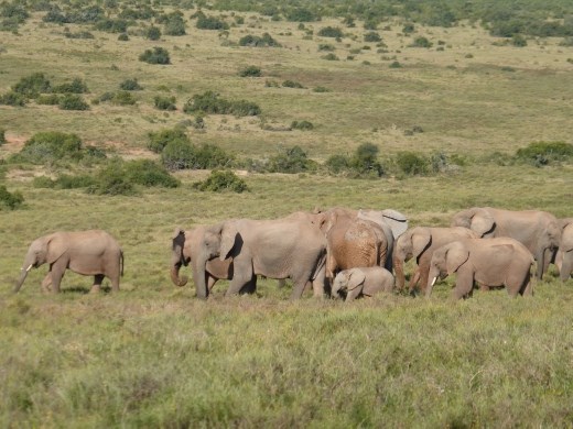 We must have seen about 200 elephants in one day in Addo.