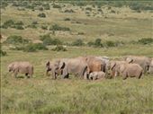 We must have seen about 200 elephants in one day in Addo.: by steve_and_emma, Views[277]