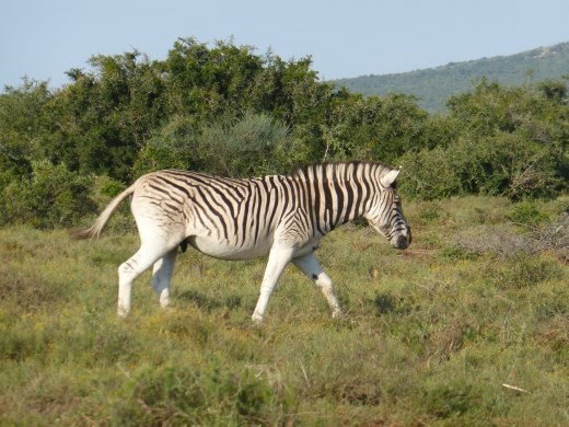 This is a Burchell's Zebra, with different stripes to the ones we saw in Mountain Zebra.
