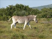 This is a Burchell's Zebra, with different stripes to the ones we saw in Mountain Zebra.: by steve_and_emma, Views[337]