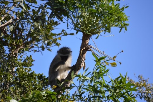 A vervet monkey welcomed us to Pumba Reserve.