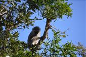 A vervet monkey welcomed us to Pumba Reserve.: by steve_and_emma, Views[395]