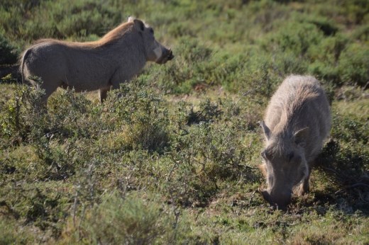 We couldn't come to Pumba without seeing a pumba!