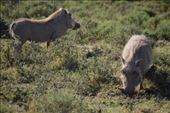 We couldn't come to Pumba without seeing a pumba!: by steve_and_emma, Views[390]