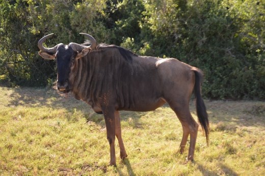 A wildebeest.