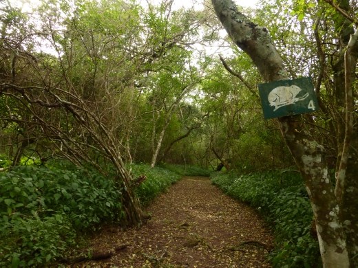 The Dassie Trail through the forest in the marine section of Addo.