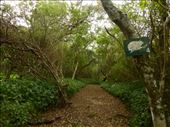 The Dassie Trail through the forest in the marine section of Addo.: by steve_and_emma, Views[412]