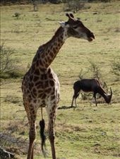We enjoyed watching a giraffe trying to eat some bones.: by steve_and_emma, Views[287]