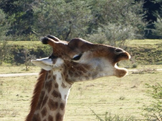 Took some doing to get it down that neck.