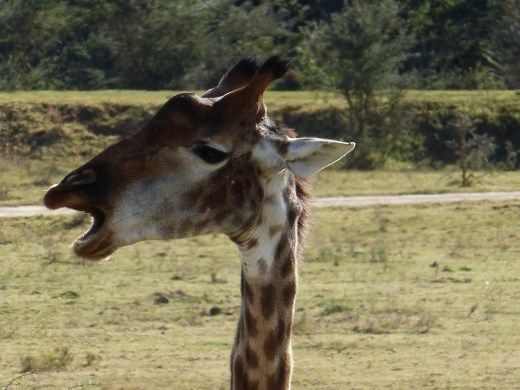 Think a bit of bone got stuck!