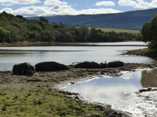 Some hippos taking it easy.