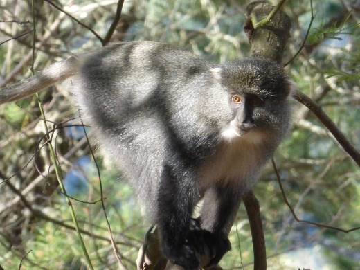 A samango monkey.